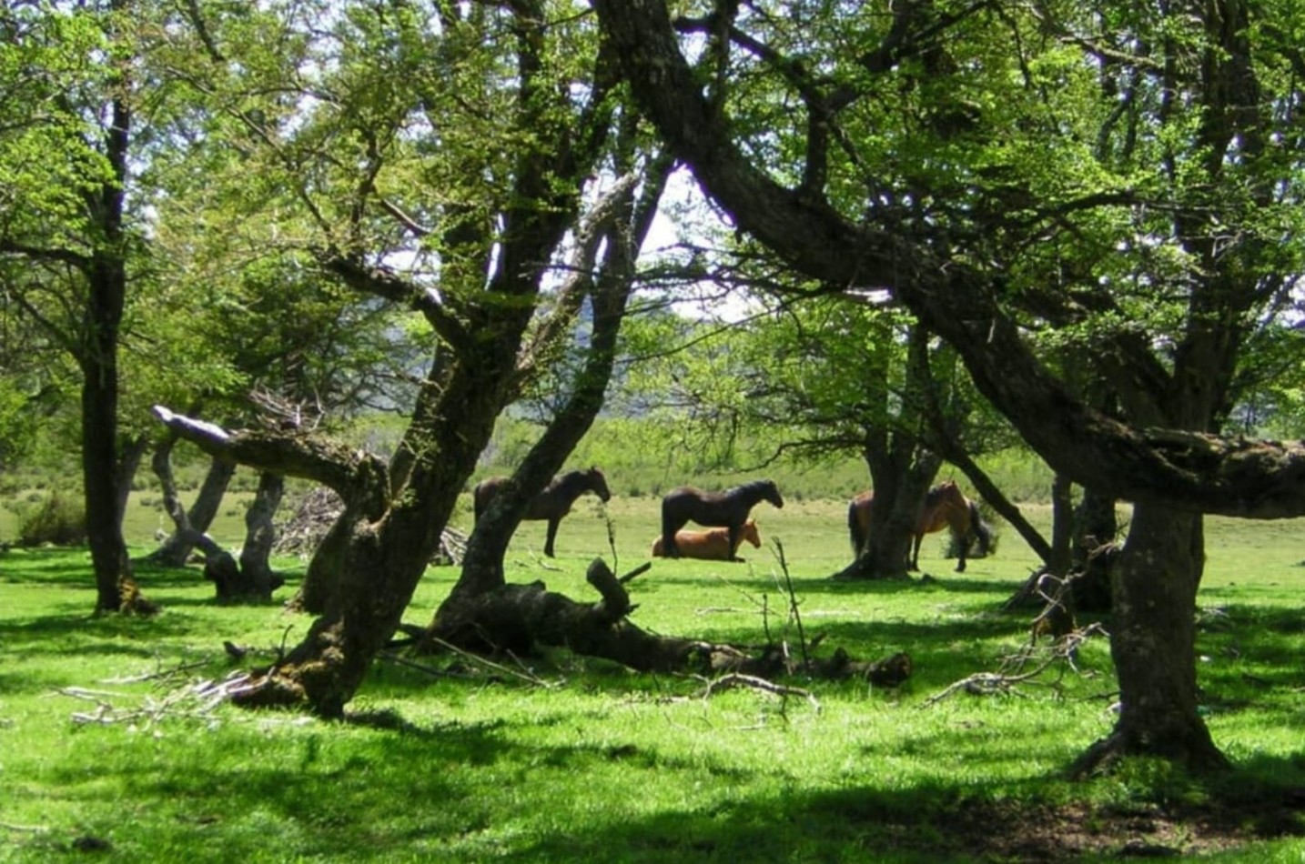 Chacra - Aldea Atilio Viglione, Chubut